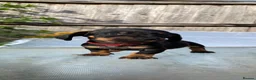 Dachshund dogs for sale: Stunning mini dachshunds  - Advert 10