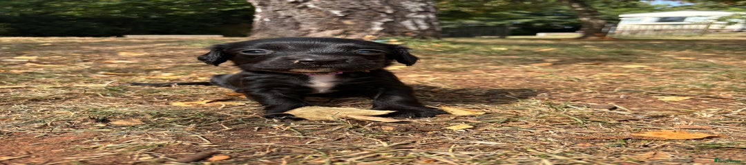 Sprocker Girl (Purple)