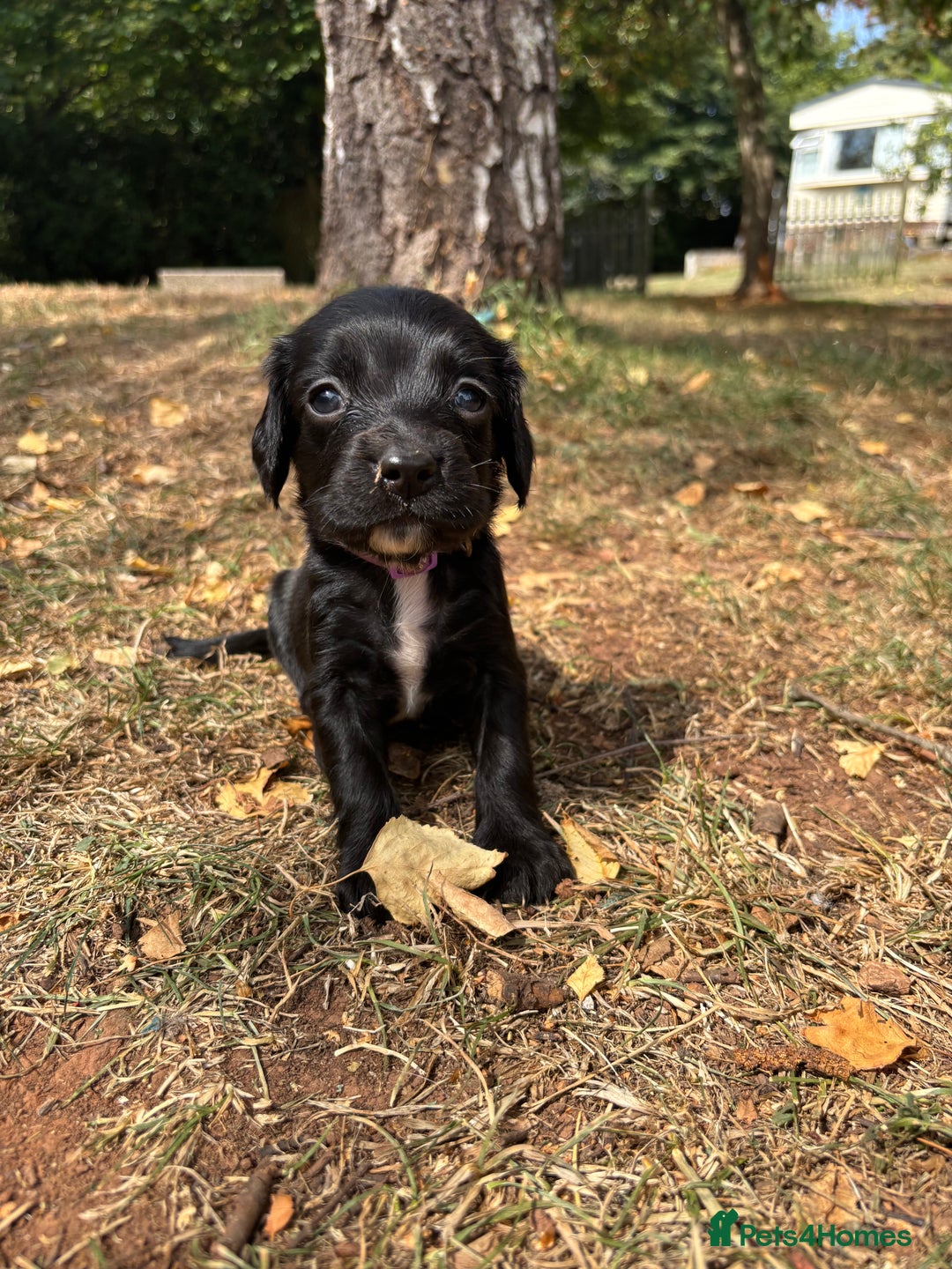 Sprocker dogs for sale: Sprocker Puppies - Image 19