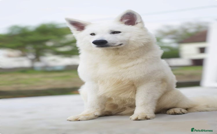 White Swiss Shepherd dogs - Advert 2