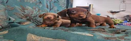 Miniature Dachshund dogs for sale: Miniature dachshund - Advert 9