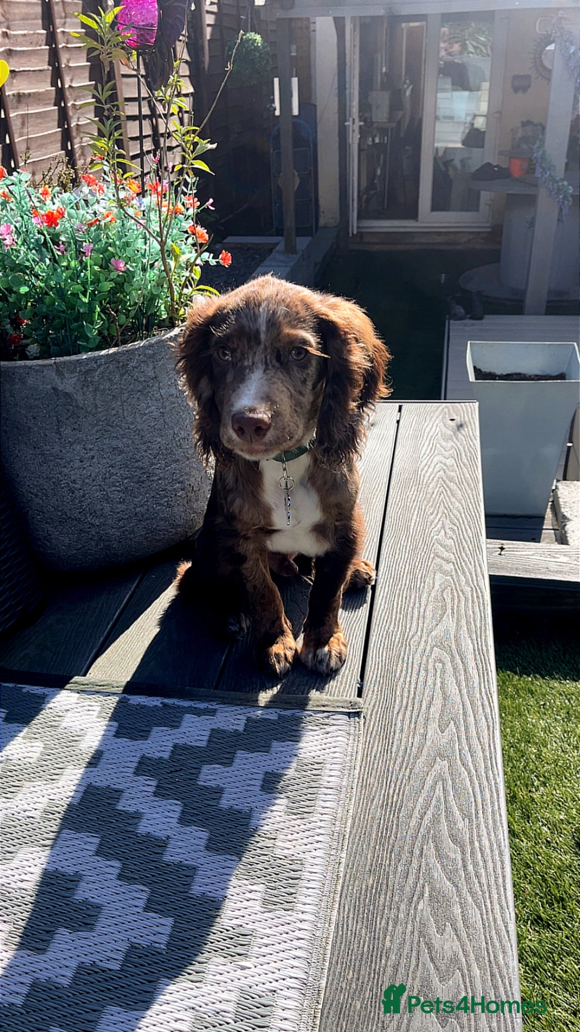 Cocker Spaniel dogs for sale: Merle working cocker spaniel puppy  in Burnley - Advert 6