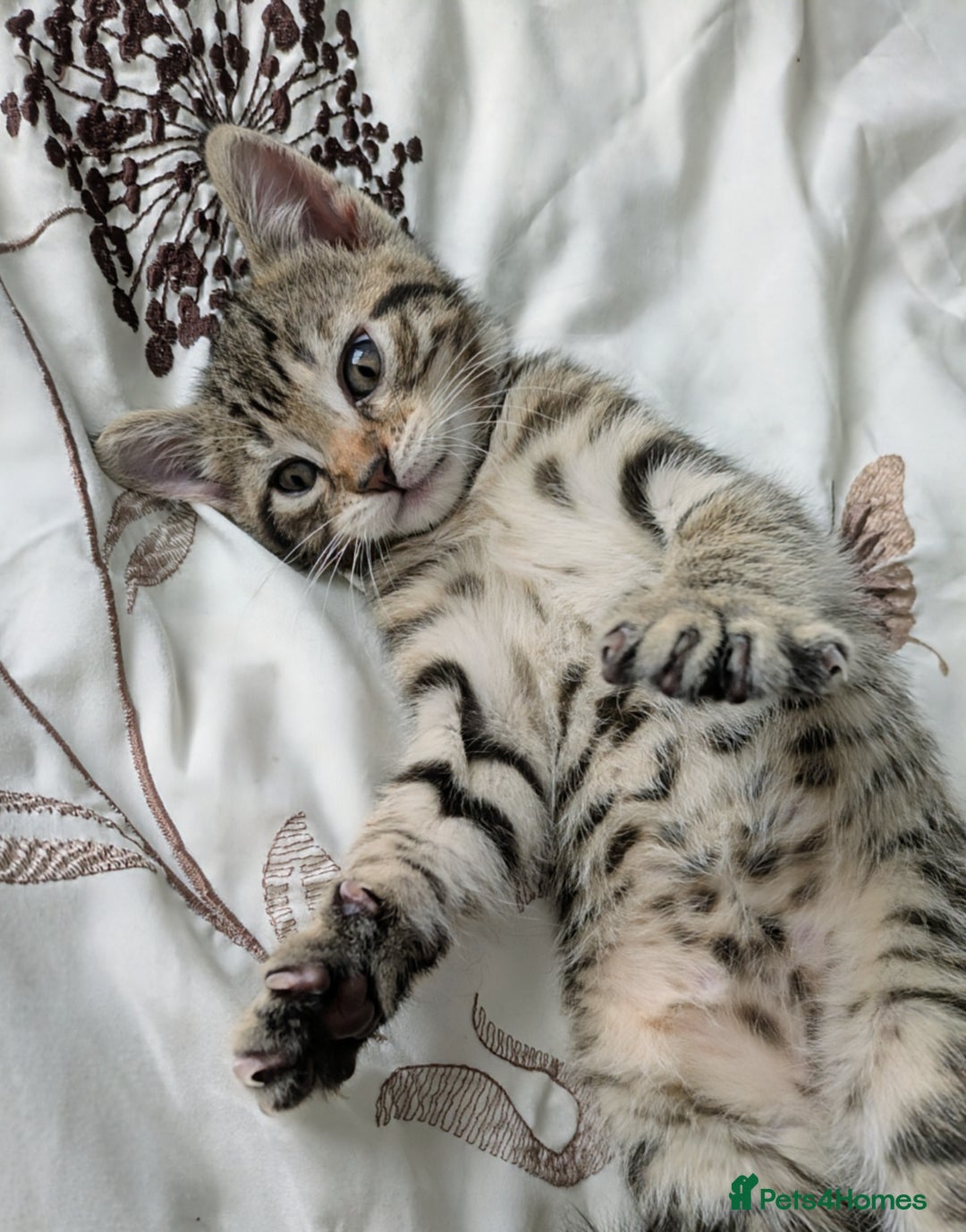 Bengal cats for sale: Spotted Bengal kittens ready now - Advert 1