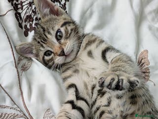 Bengal cats Spotted Bengal kittens ready now - Advert 4