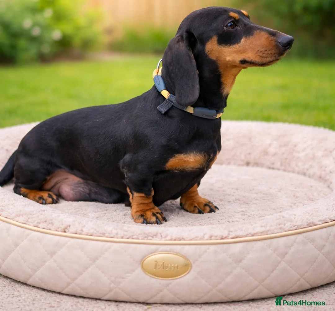 Miniature Dachshund dogs for sale: RAINBOW LITTER OF MINI DAX'S WOW 💯🔥  - Advert 9