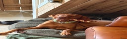 Hungarian Vizsla dogs for stud: Proven KC Registered Hungarian Vizsla in Reading - Advert 25
