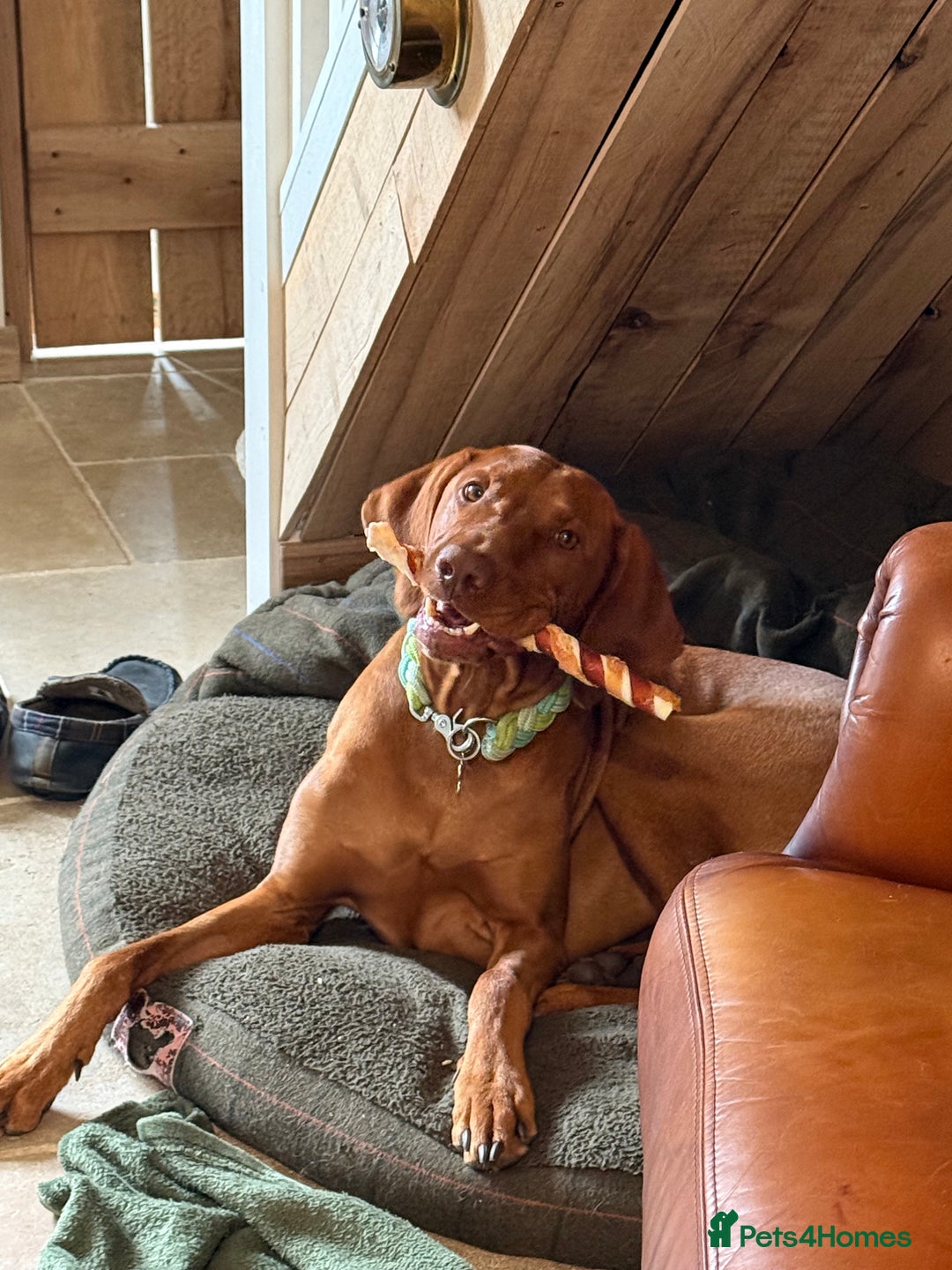 Hungarian Vizsla dogs for stud: Proven KC Registered Hungarian Vizsla in Reading - Advert 25