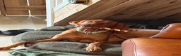 Hungarian Vizsla dogs for stud: Proven KC Registered Hungarian Vizsla in Reading - Advert 25