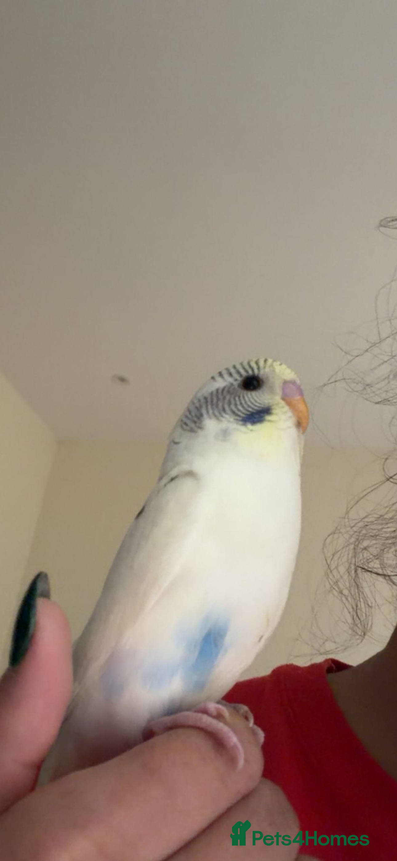 Budgerigars birds Unique Male Budgie - Advert 14