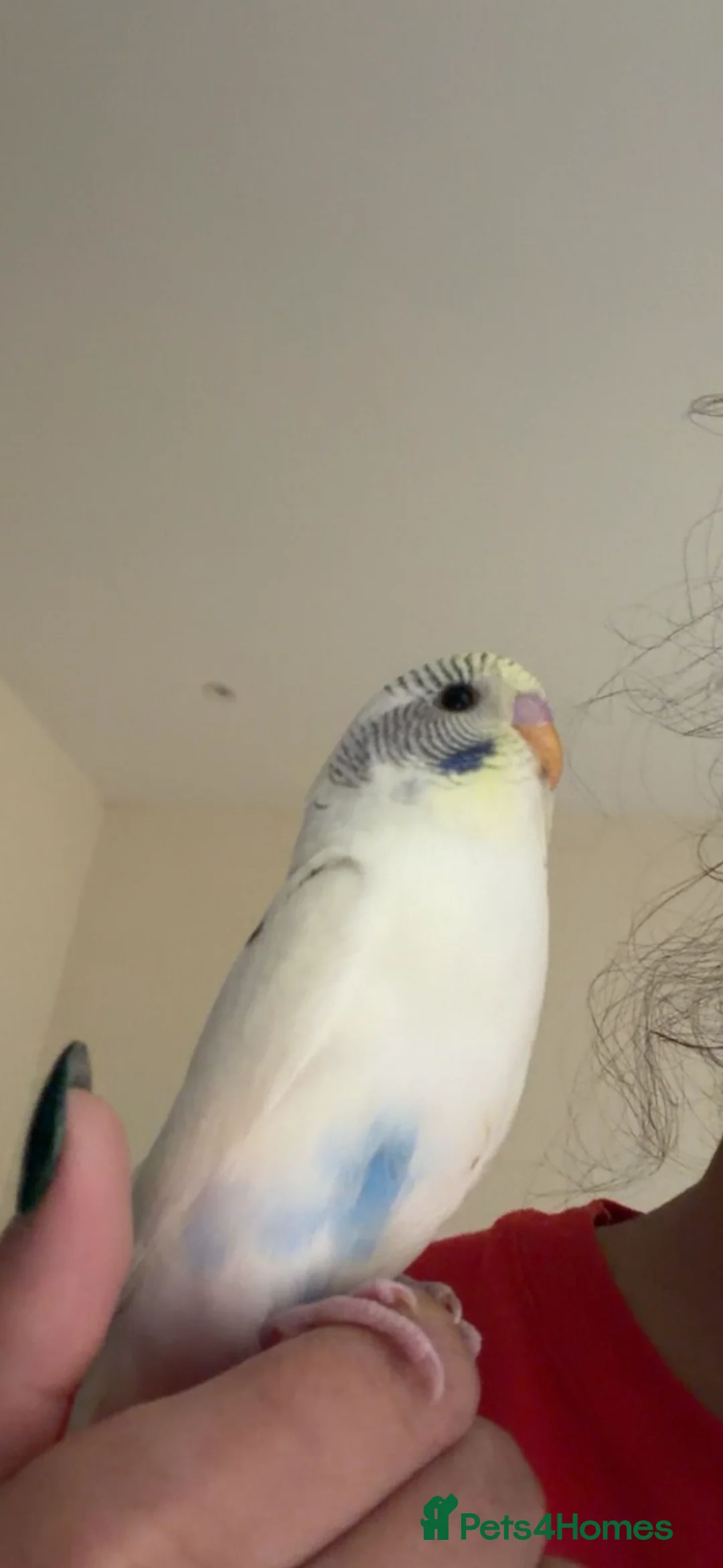 Budgerigars birds for sale: Unique Male Budgie - Advert 1