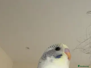 Budgerigars birds Unique Male Budgie - Advert 14