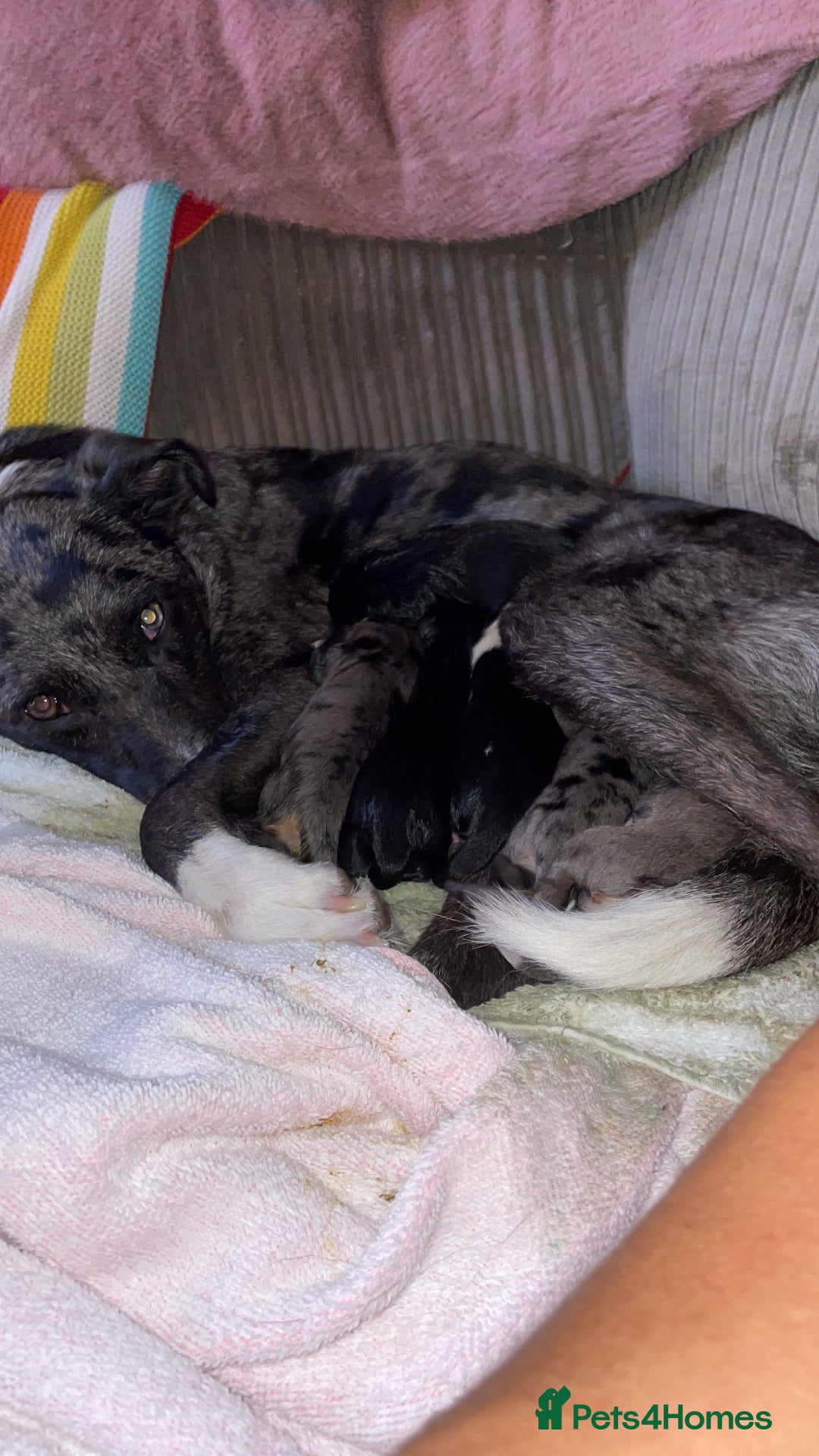Mixed Breed dogs for sale: Border collie/Cocker Spaniel  - Image 21