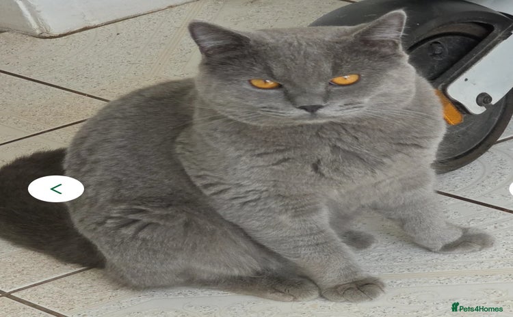 British Shorthair cats - Advert 7