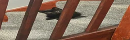 Mixed Breed cats for sale: Four half Russian blue kittens - Advert 11