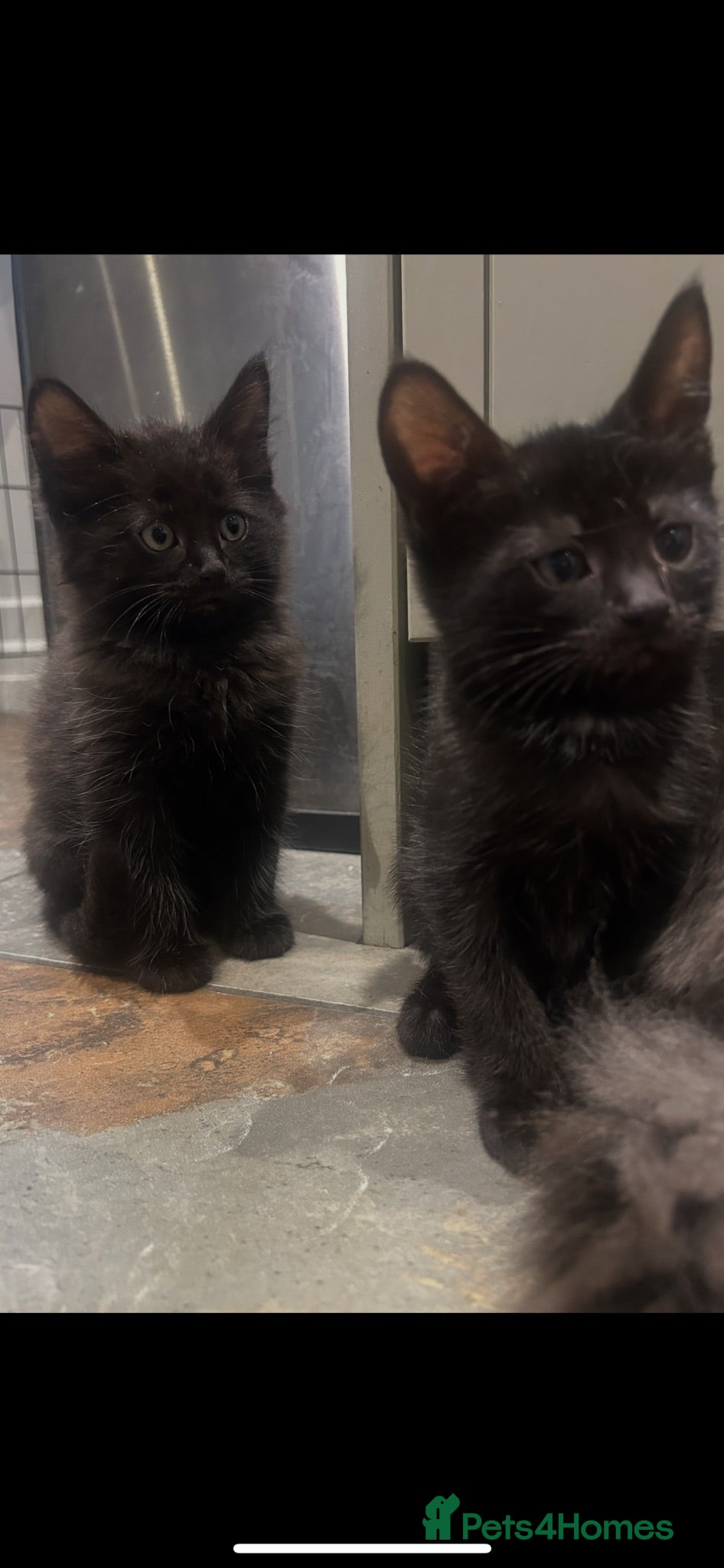 Mixed Breed cats Kittens  - Advert 13