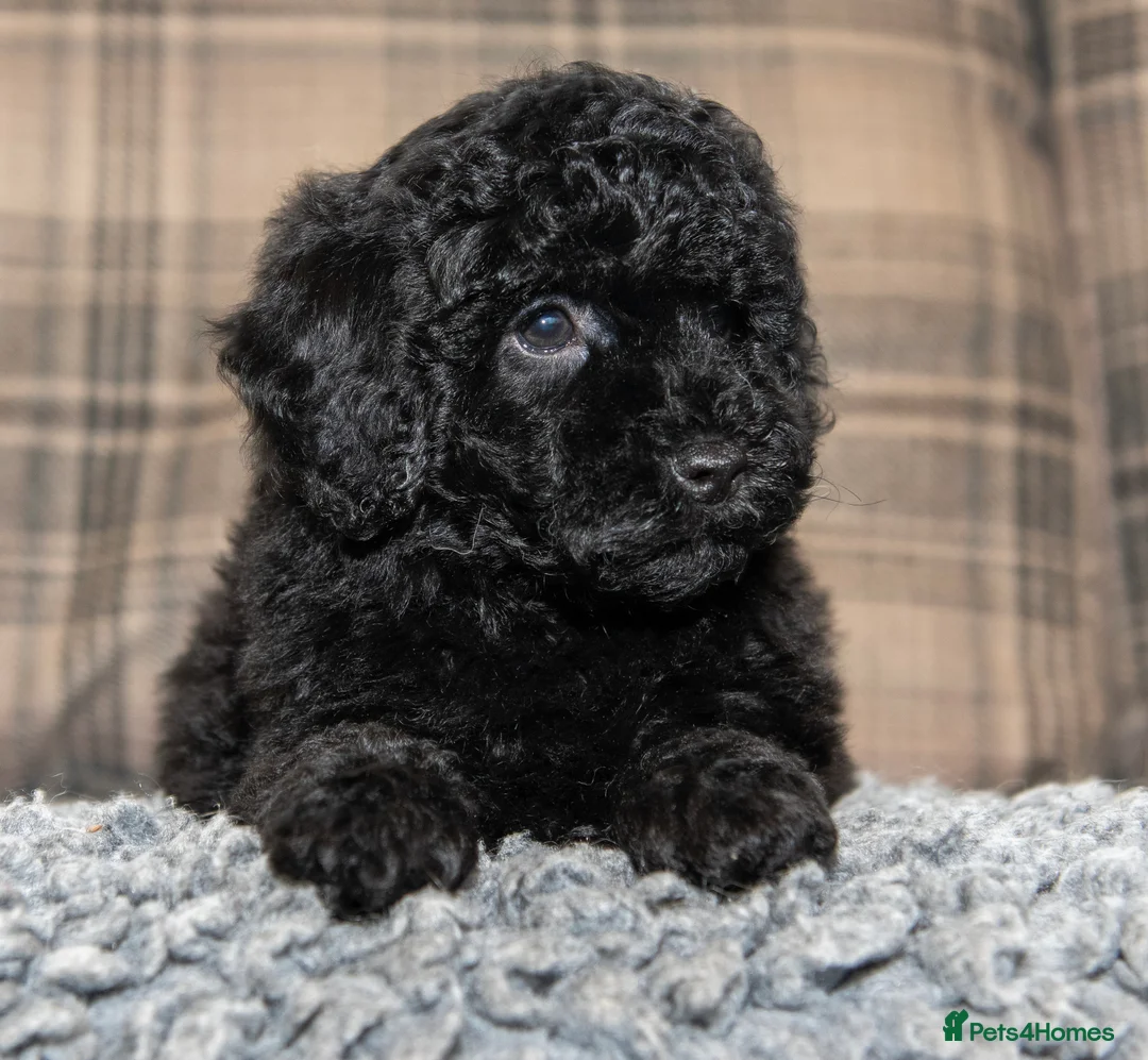 Cavapoo dogs for sale: F1B Cavapoo - 2 puppies left  - Advert 7