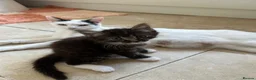 Mixed Breed cats for sale: 3 adorable male kittens for sale - Advert 11