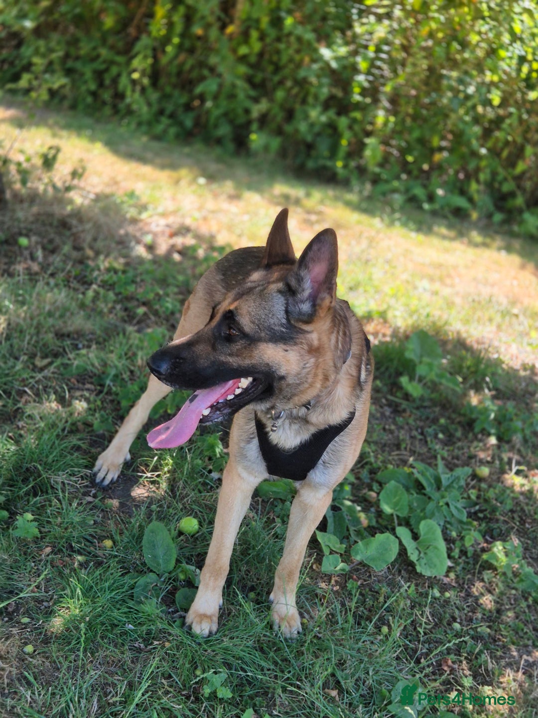 German Shepherd dogs for sale: Only 1 female GSD puppy left, ready to go. - Image 4