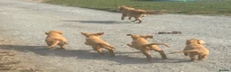Golden Retriever dogs for sale: KC Healthy Golden Retriever Puppies - Advert 21