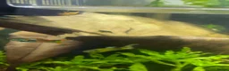Tetras fish for sale: 6 Male Endler Guppies – Healthy Community Fish in Milton Keynes - Advert 3