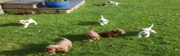 Cavapoo dogs for sale: Stunning Health Tested F1b Cavapoo Puppies - Advert 8