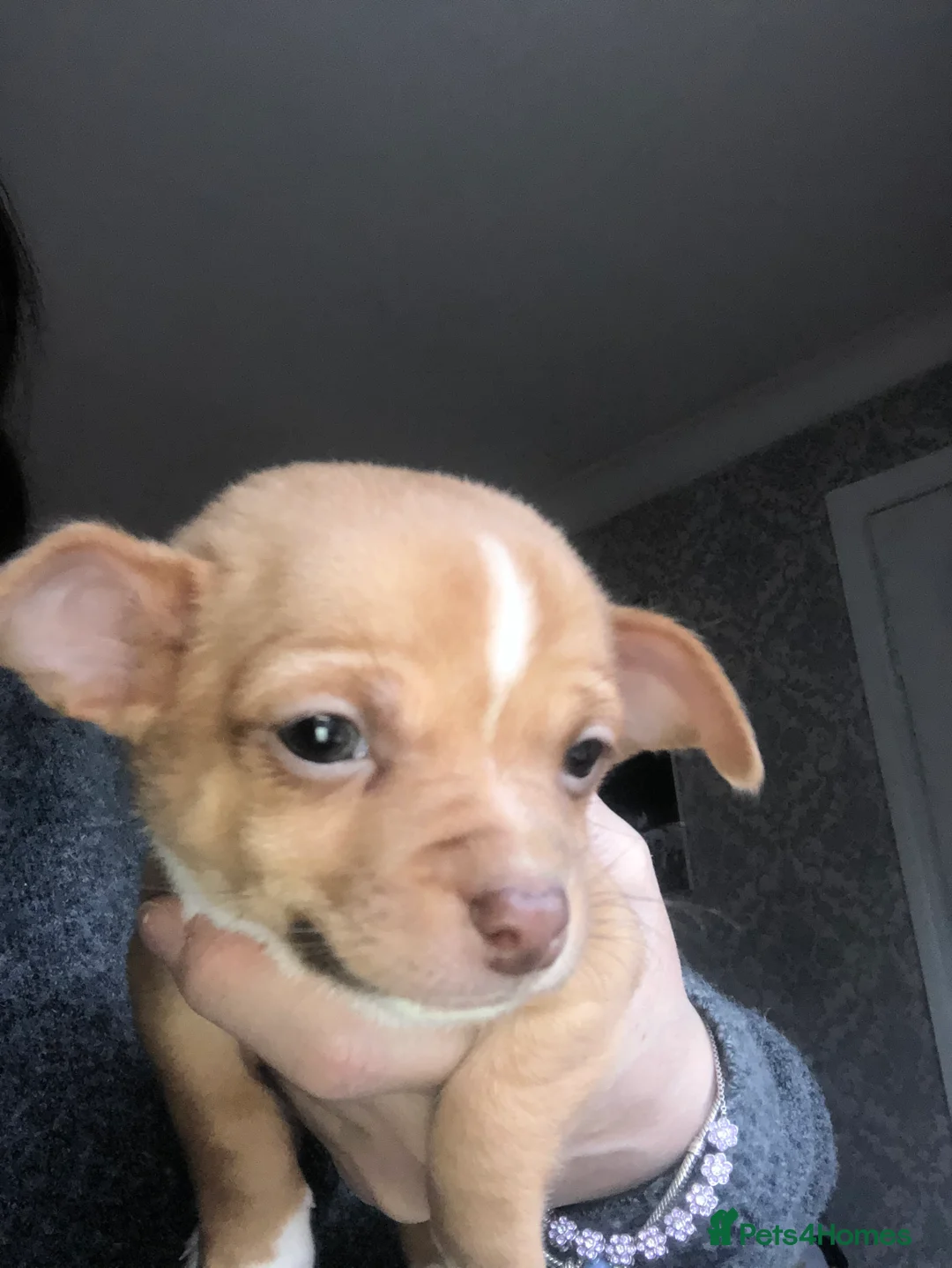 Chihuahua dogs for sale: 3 gorgeous pedigree puppies  - Advert 18