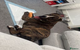 Staffordshire Bull Terrier dogs for sale: Rolo  - Image 1
