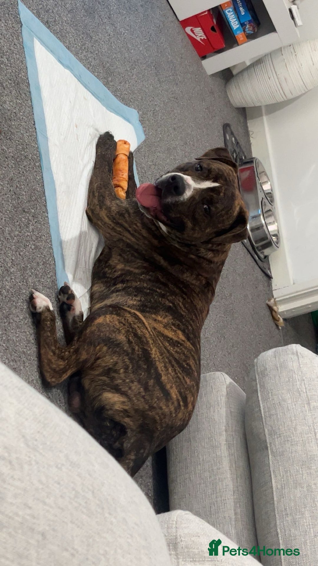 Staffordshire Bull Terrier dogs for sale: Rolo  - Image 1