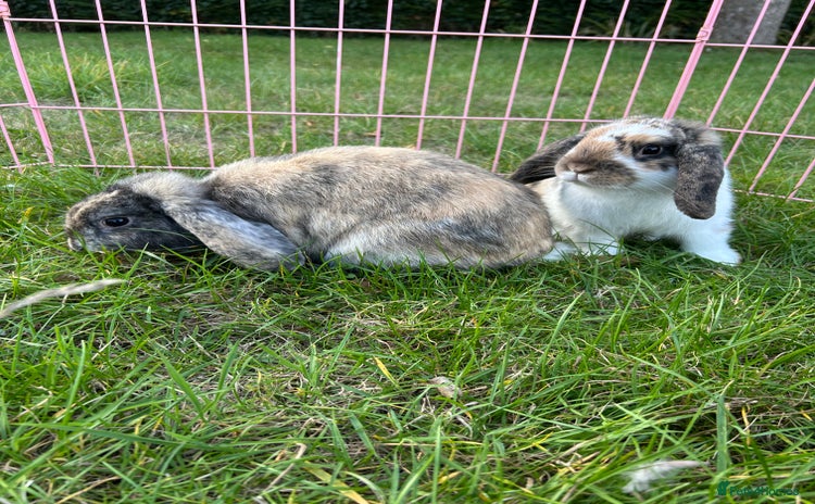 Mini Lop rabbits - Advert 2