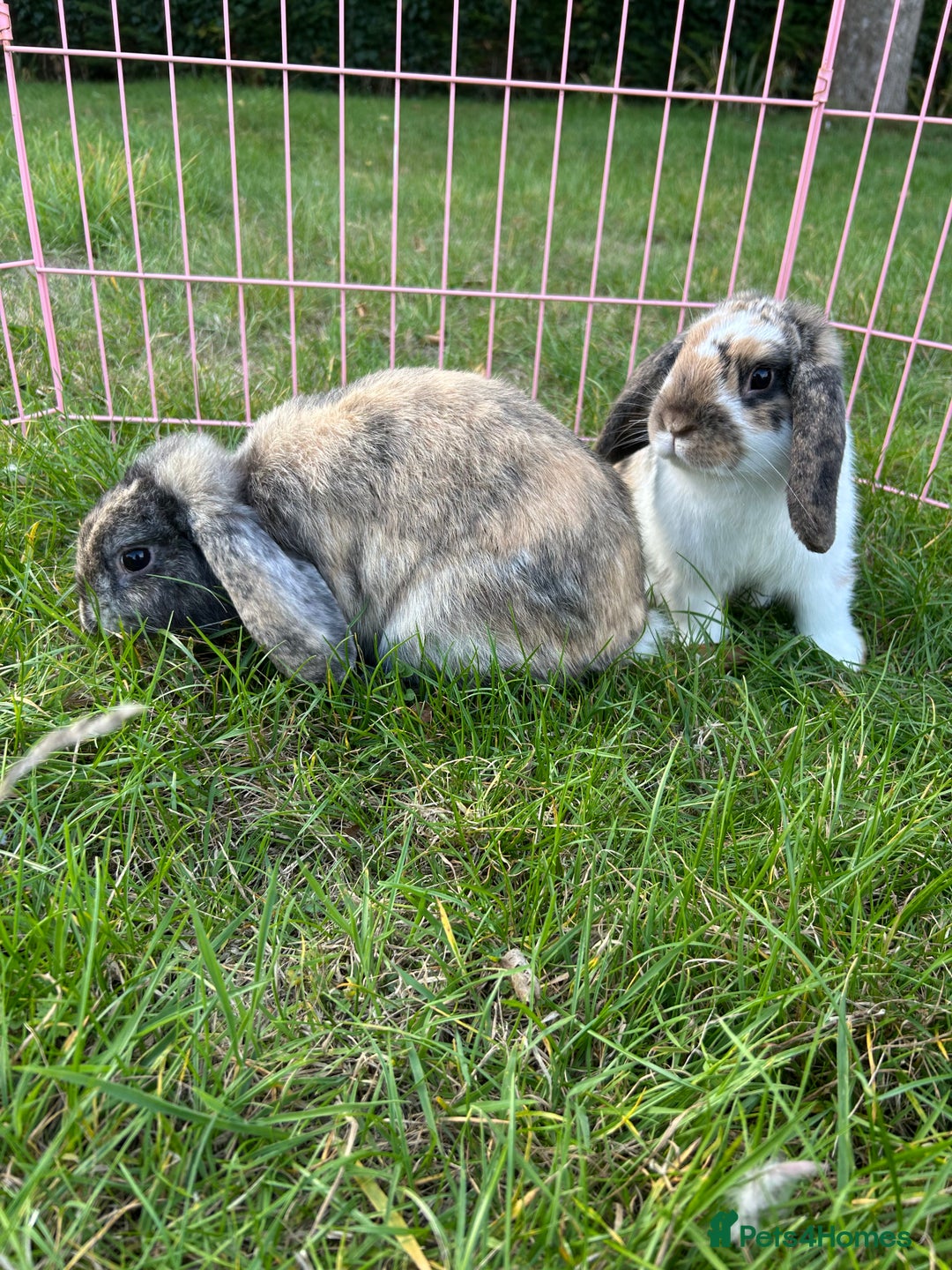 Mini Lop rabbits for sale: 3 handsome young boy rabbits - Image 1
