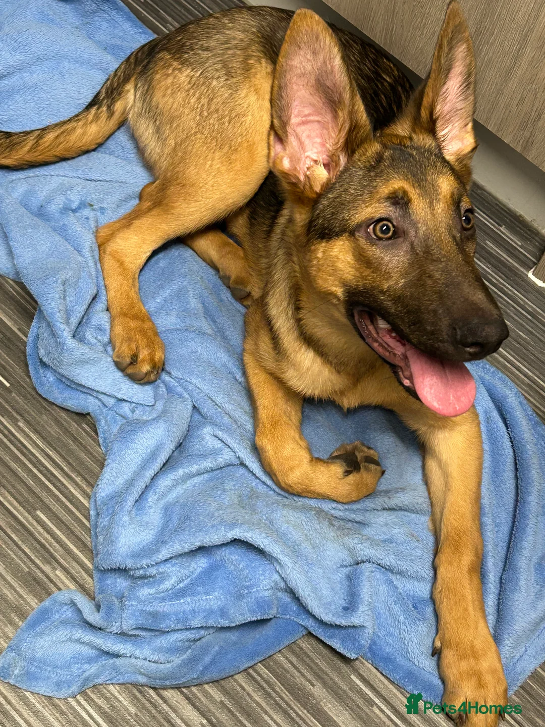 Mixed Breed dogs for sale: 6 month old German shepherd/cross  - Advert 9