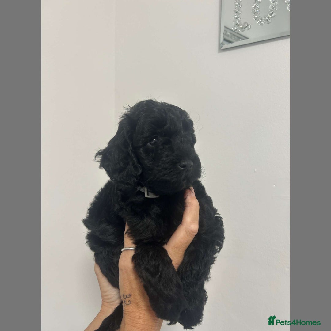 Cockapoo dogs for sale: Beautiful F1B Cockerpoos🐶 - Image 27
