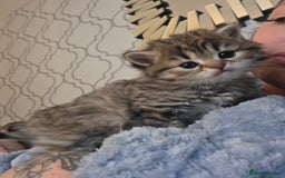 British Shorthair cats for sale: British shorthair x kittens - Image 2