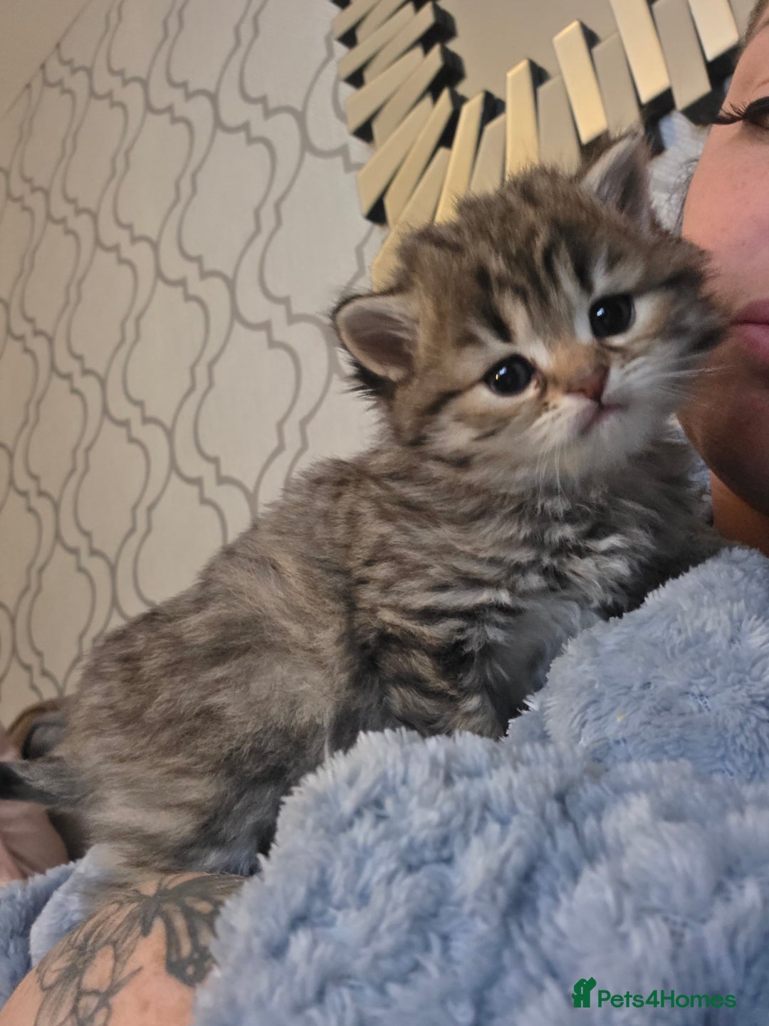 British Shorthair cats for sale: British shorthair x kittens - Image 2