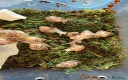 Snails invertebrates for sale: Lissachatina fulica babies - Image 3