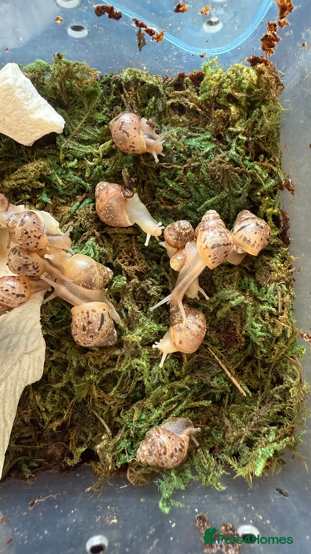 Snails invertebrates for sale: Lissachatina fulica babies - Image 3