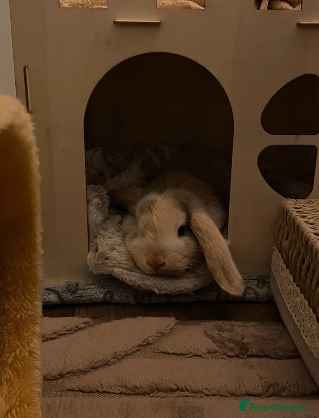 Mini Lop rabbits for sale: Adorable baby mini lop - Advert 4