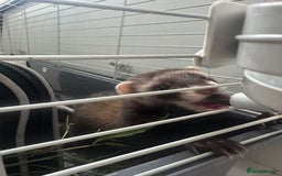 Ferret rodents for sale: ferret jills for sale - Image 8