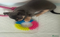 Chihuahua dogs for sale: Stunning chihuahua puppies  - Image 9