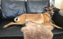 Belgian Shepherd Dog dogs for sale:  Loving Home Wanted for Reiya - Belgian Malinois - Image 3