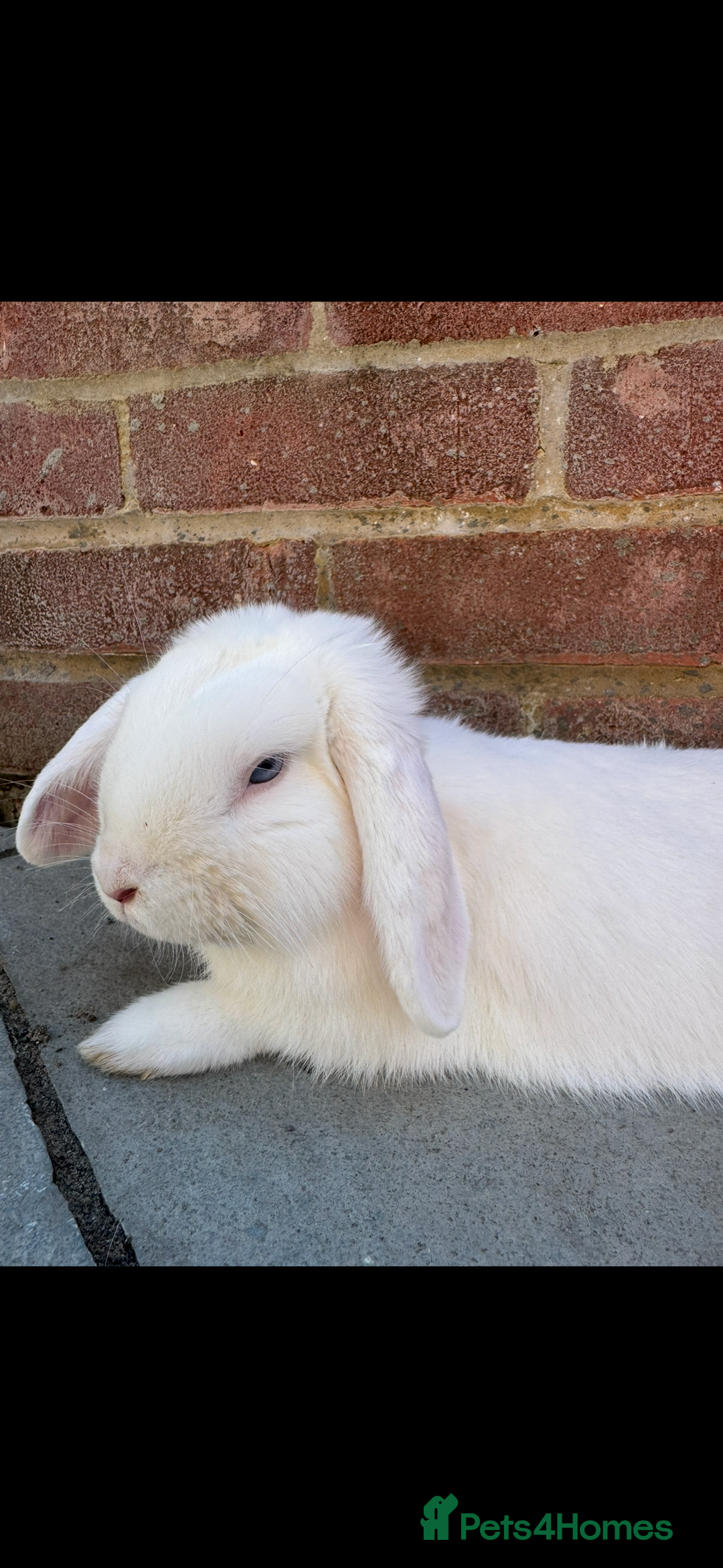 Mixed Breed rabbits for sale: Beautiful rabbit  - Advert 2