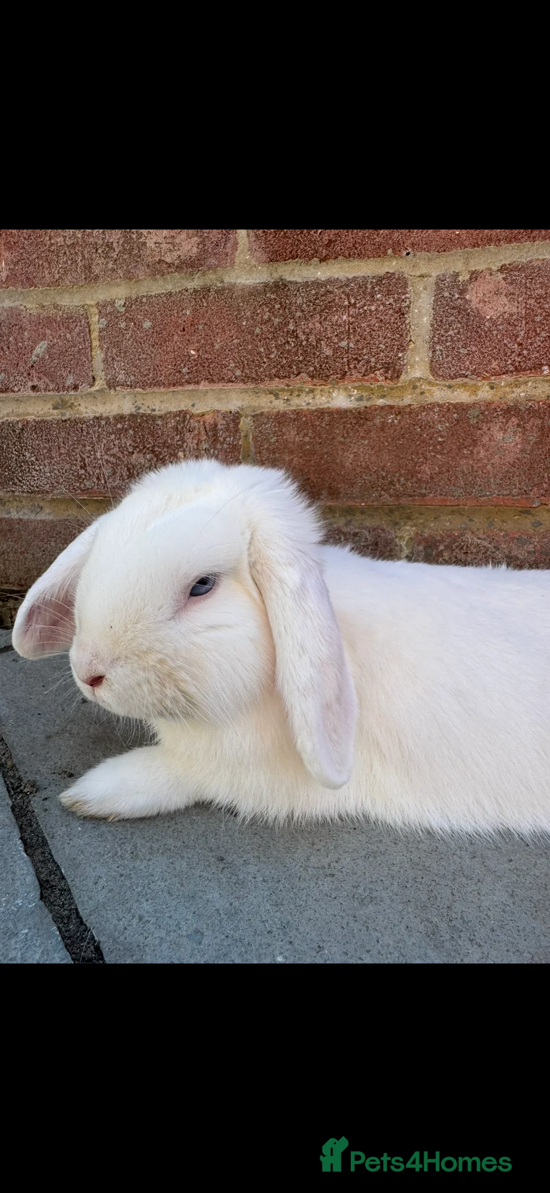 Mixed Breed rabbits for sale: Beautiful rabbit  - Advert 2