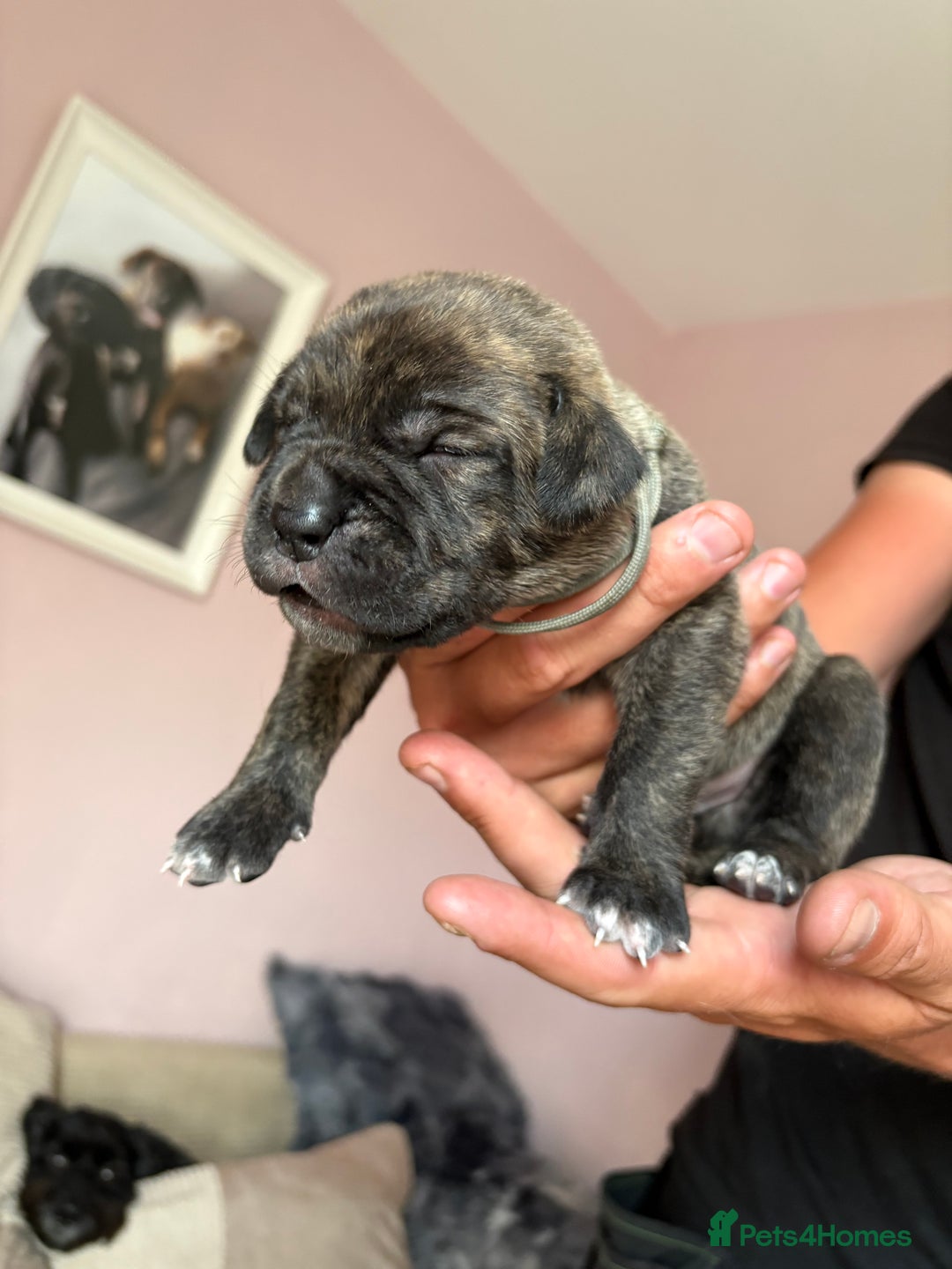 Mixed Breed dogs for sale: Cane corso x rottie - Image 22