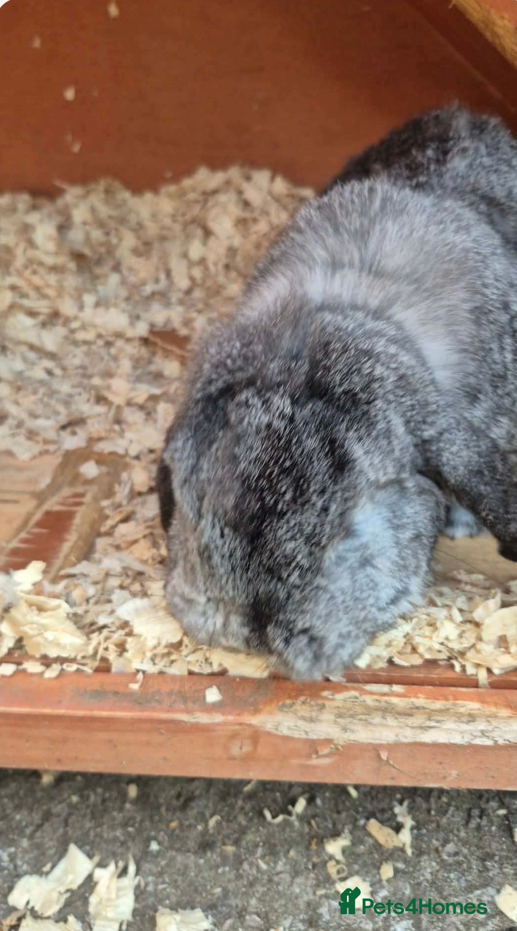 English Lop rabbits Rescue brother and sister.  - Advert 1