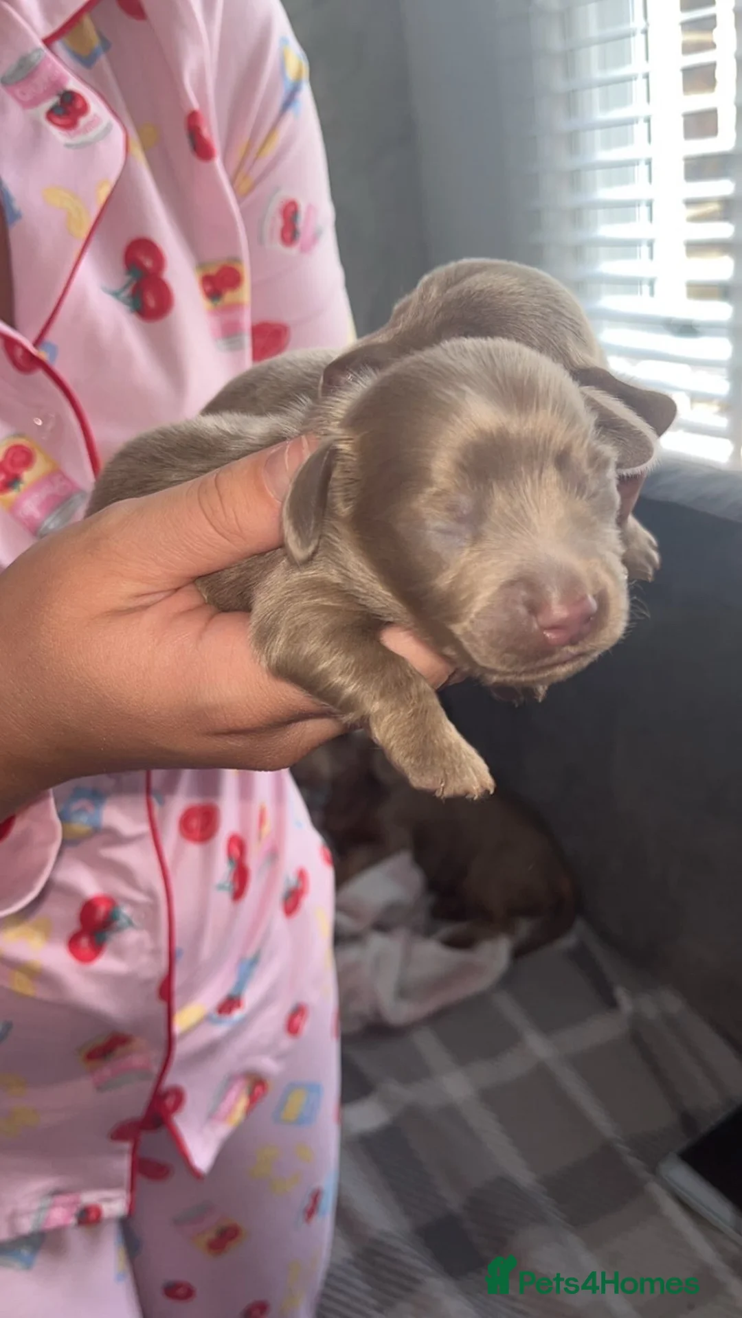 Dachshund dogs for sale: Dachshund pups - Advert 3