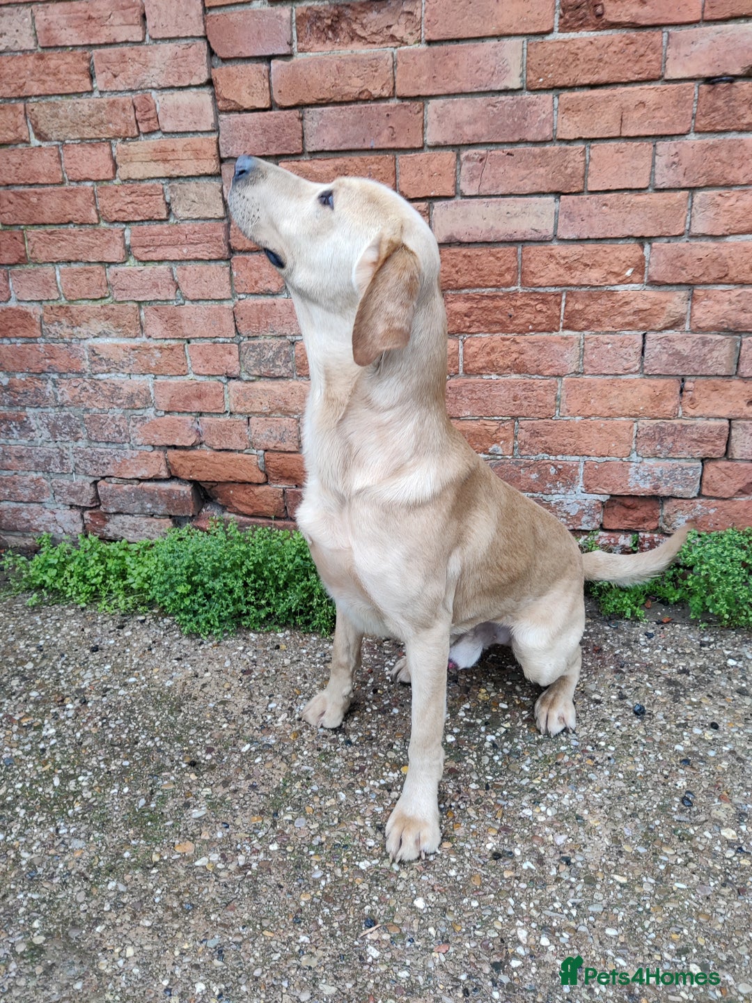 Labrador Retriever dogs for sale: Charming Male Labrador - Advert 5