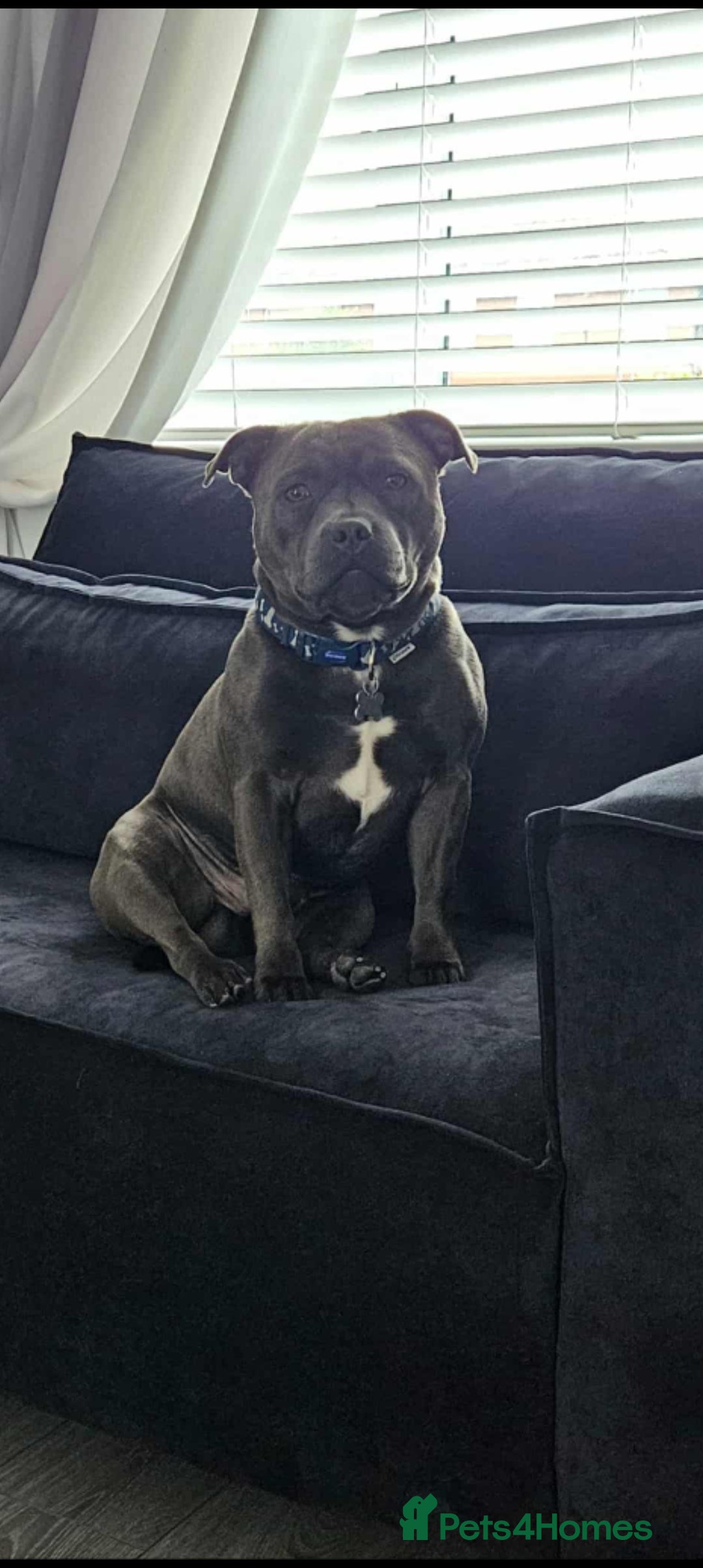 Staffordshire Bull Terrier dogs for sale: Blue staffordshire bull terrier puppies - Image 9