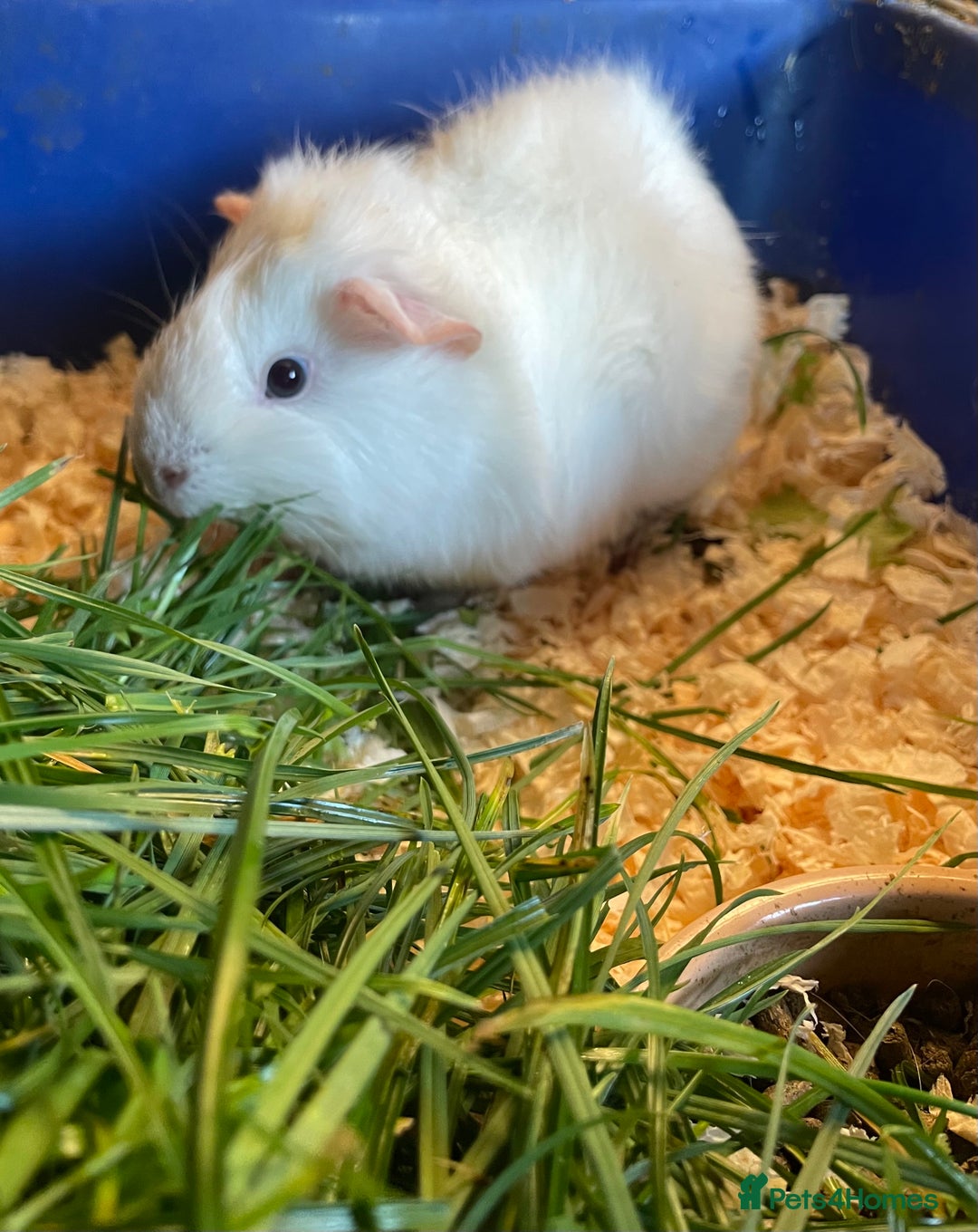 Guinea Pig rodents for sale: Beautiful boar - Advert 1