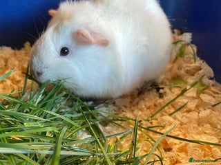 Guinea Pig rodents Beautiful boar - Advert 9