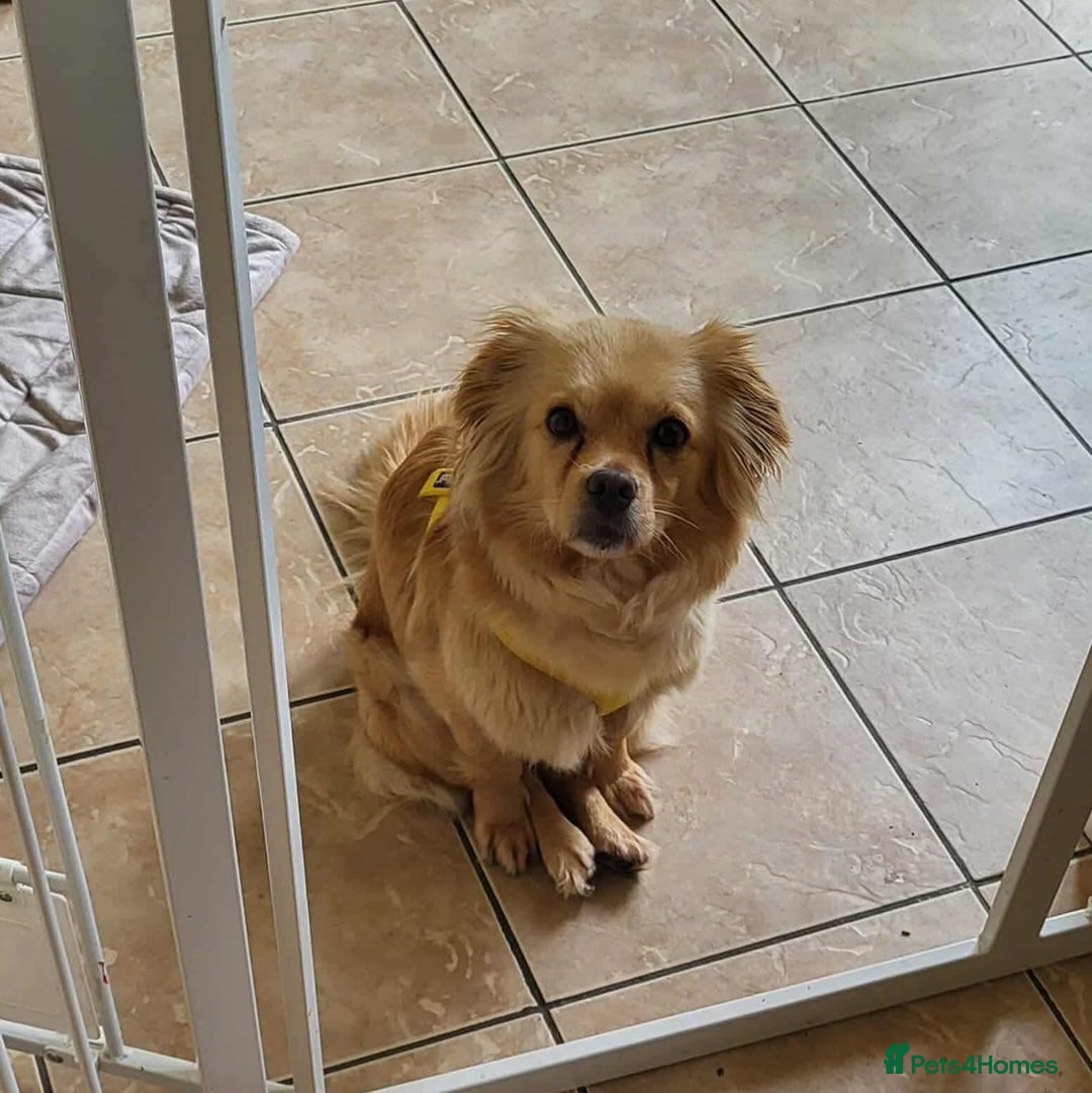 Mixed Breed dogs for adoption: Relaxed Robyn - Image 2